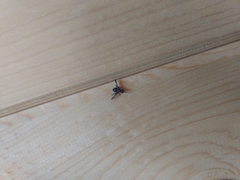 Delphinia picta
