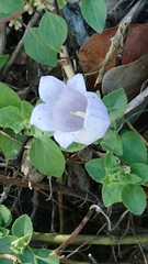 Campanula incurva