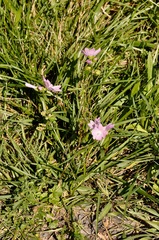 Malva moschata