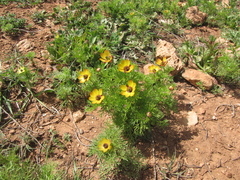 Adonis microcarpa