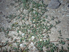 Euphorbia abramsiana