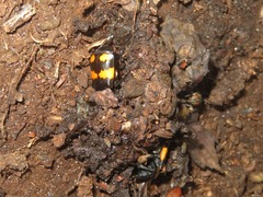 Nicrophorus vespilloides
