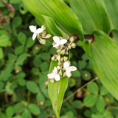 Tripogandra serrulata