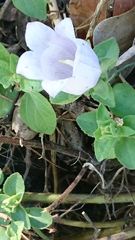 Campanula incurva