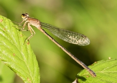 Ischnura