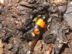 Nicrophorus vespilloides