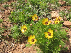 Adonis microcarpa