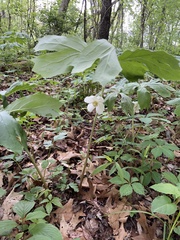 Podophyllum peltatum