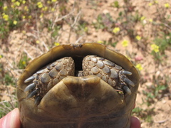 Testudo graeca