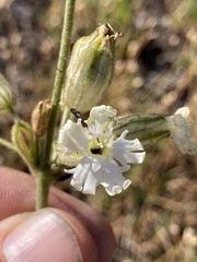 Silene parryi