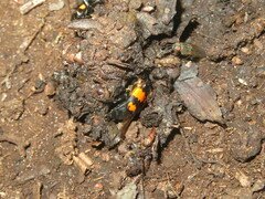 Nicrophorus vespilloides