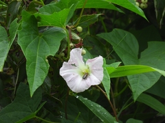 Calystegia sepium
