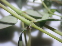 Euphorbia abramsiana