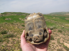 Testudo graeca