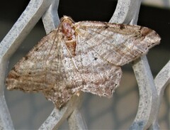 Macaria multilineata