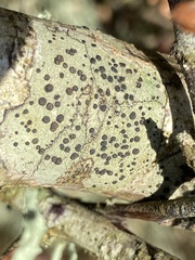 Lecidella elaeochroma