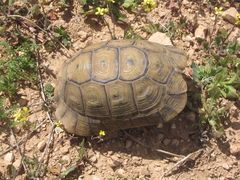 Testudo graeca