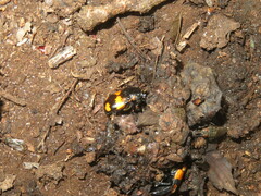 Nicrophorus vespilloides