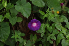Ipomoea orizabensis orizabensis