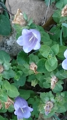 Campanula incurva