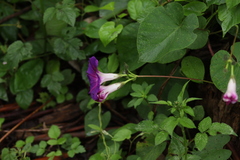 Ipomoea orizabensis orizabensis