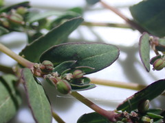 Euphorbia abramsiana