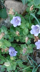 Campanula incurva