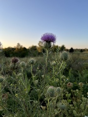 Cirsium discolor