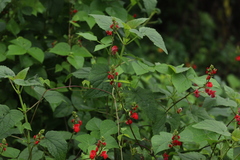 Xylocopa tabaniformis azteca