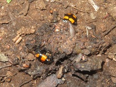 Nicrophorus vespilloides
