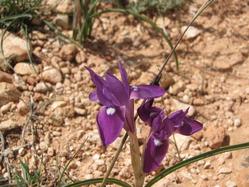 Iridaceae image