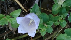 Campanula incurva