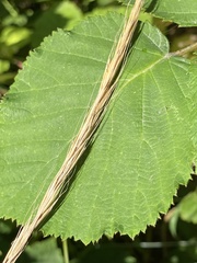 Elymus glaucus
