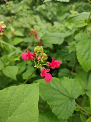 Phaseolus coccineus