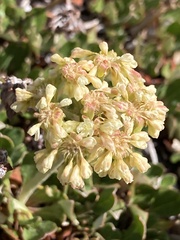 Eriogonum umbellatum