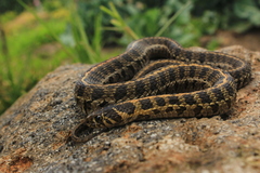 Thamnophis scaliger
