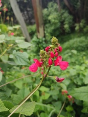 Phaseolus coccineus