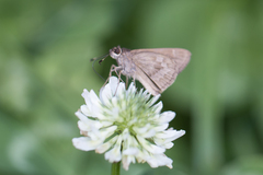 Cymaenes lepta