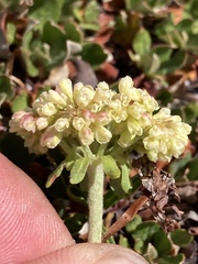 Eriogonum umbellatum