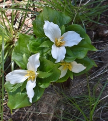 Trillium ovatum