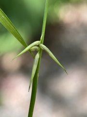 Carex collinsii