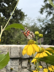 Vanessa virginiensis