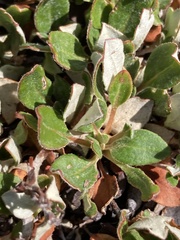Eriogonum umbellatum