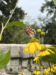 Vanessa virginiensis
