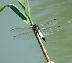 Orthetrum albistylum
