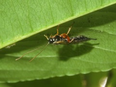 Itoplectis maculator