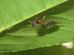 Itoplectis maculator