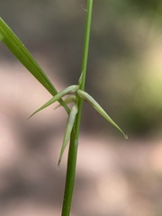 Carex collinsii