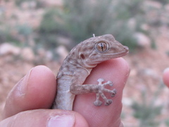 Ptyodactylus oudrii