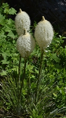 Xerophyllum tenax
